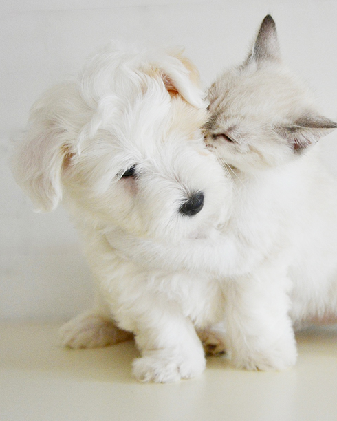 犬&猫イメージ
